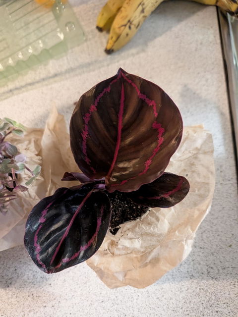 Calathea roseopicta 'Dottie'