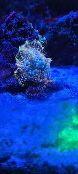 D.D. review photo