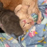 Andrianys review photo