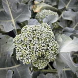 Shady Brook Farms review photo