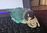Anonymous review photo
