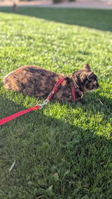 Cat review photo