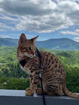 Axel (Savannah) review photo