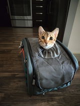 Anya - The Roaming Bengal review photo