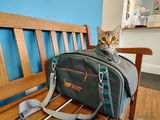 Anya - The Roaming Bengal review photo