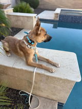 Etsy customer review photo