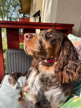 Ryleigh review photo