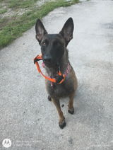 Kody review photo