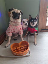 Small dogs clan review photo