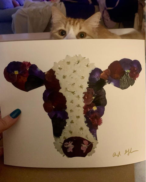 Cow
