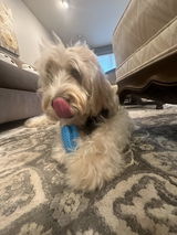Auggie Doggie review photo