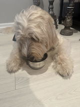 Auggie Doggie review photo