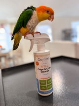Bee Happy Caique review photo