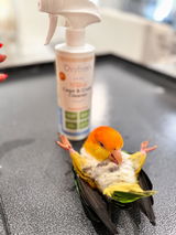 Bee Happy Caique review photo