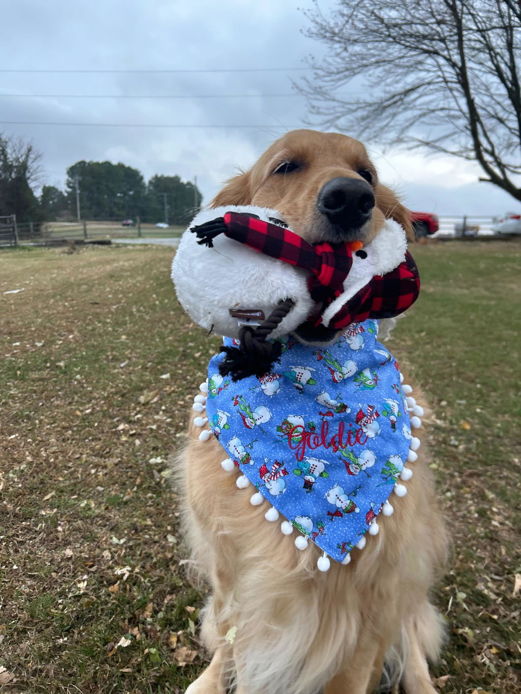 Home for the Holidays Blizzard Buddy