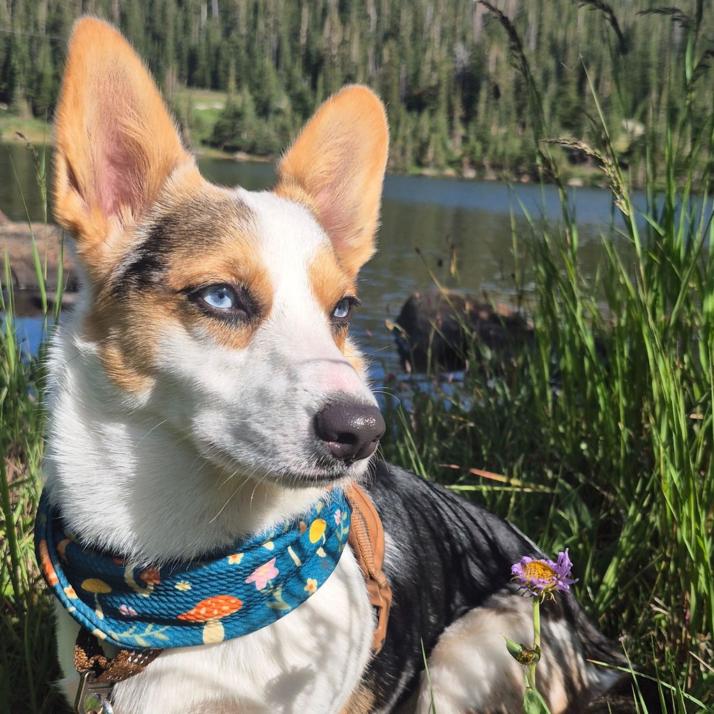 Pacific Hound