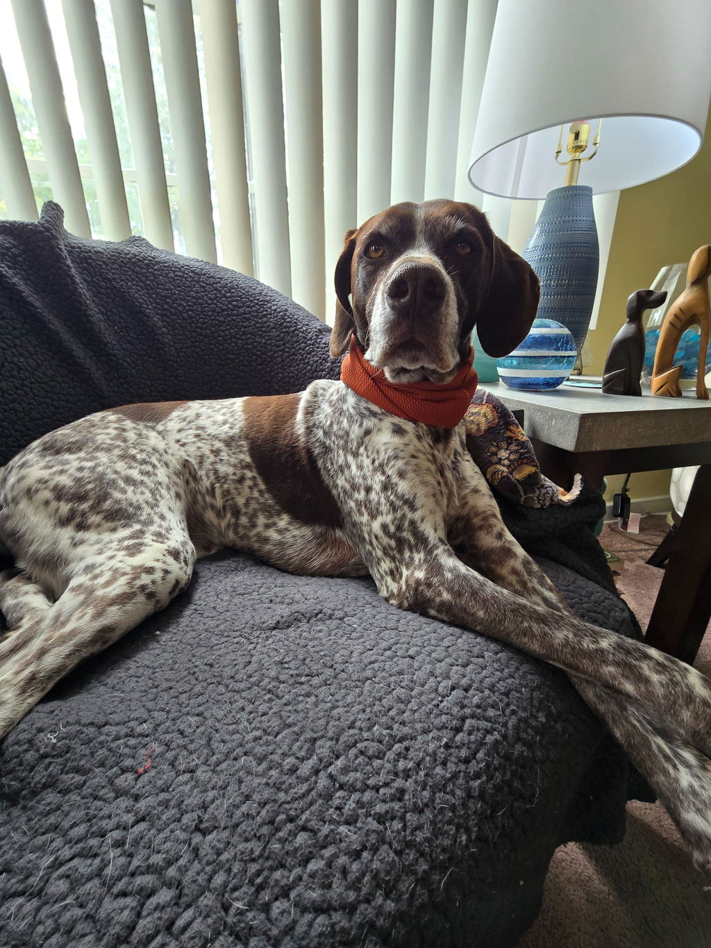 Pacific Hound