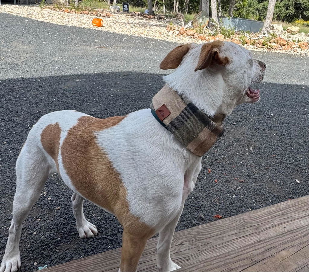 Pacific Hound