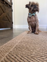 Pack Leashes