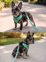 Pineapple Harness Collection