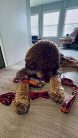 Crimson Maple Matching Leash + Rope Toy - Free