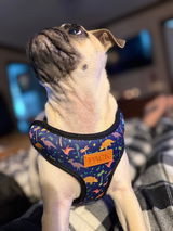 Dinos Leash + Reversible Harness