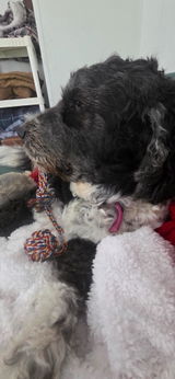 Rope Toy