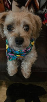 Rainforest Bandana