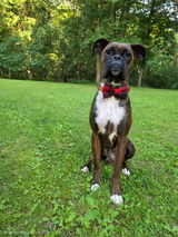 The Beauregard