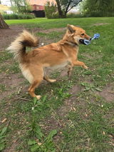 Rope Toy