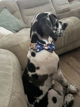 Pack Leashes