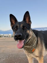 Cheetah Bandana
