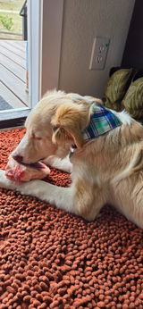 Nantucket Bandana
