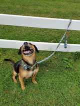 Rainforest Leash + Bowtie Collar