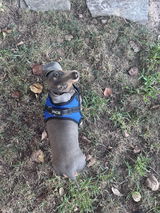 Pack Leashes