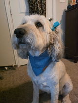 Denim Bandana