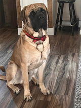 Beauregard Satin Scrunchie + Bowtie Collar