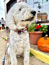 Winston Leash + Bowtie Collar
