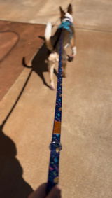 Pack Leashes