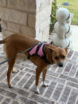 Pretty In Pink + Rope Toy - Free Product