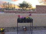 Nora in Tucson review photo