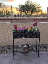 Nora in Tucson review photo