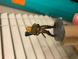 Mertie review photo