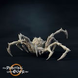 Arvid review photo