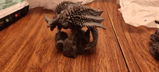 Vladimir review photo