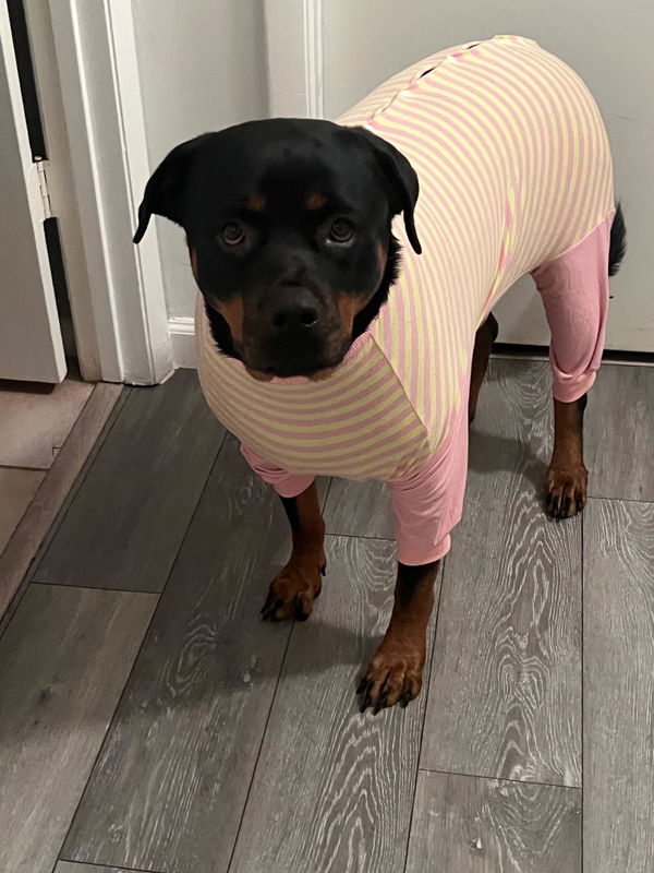 Customer photo of Rottweiler Powerful Guardian Classic Cap