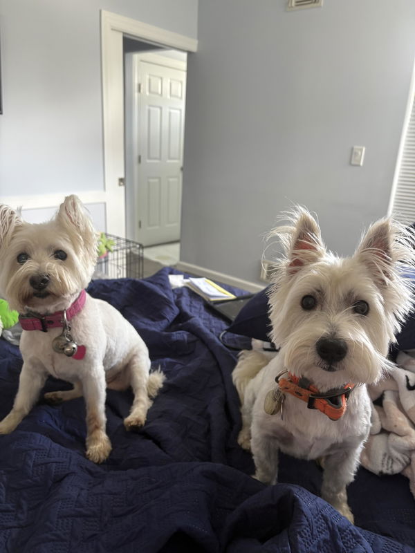 Customer photo of West Highland White Terrier Alert Spirit Baseball Cap