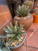 Juan Larios review photo
