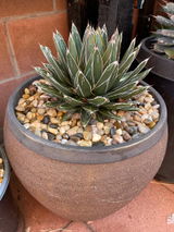 Juan Larios review photo