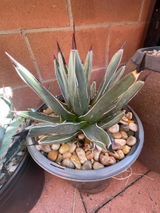 Juan Larios review photo